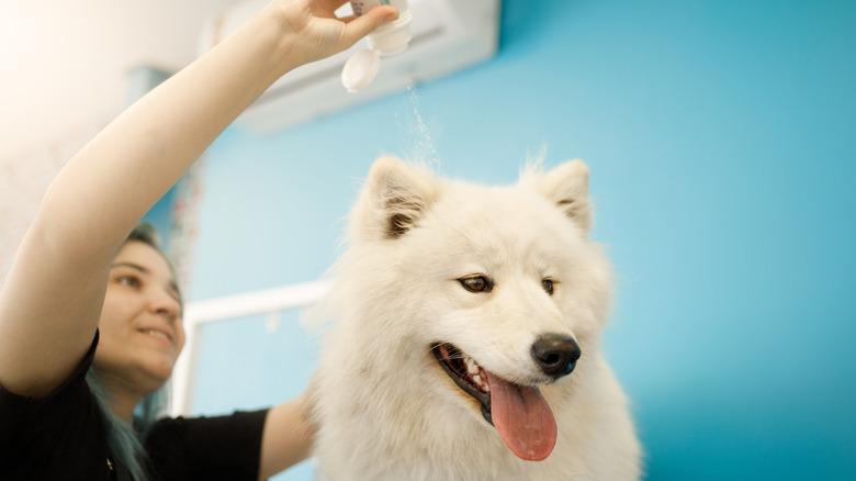 Vet pouring baby powder on dog's fur