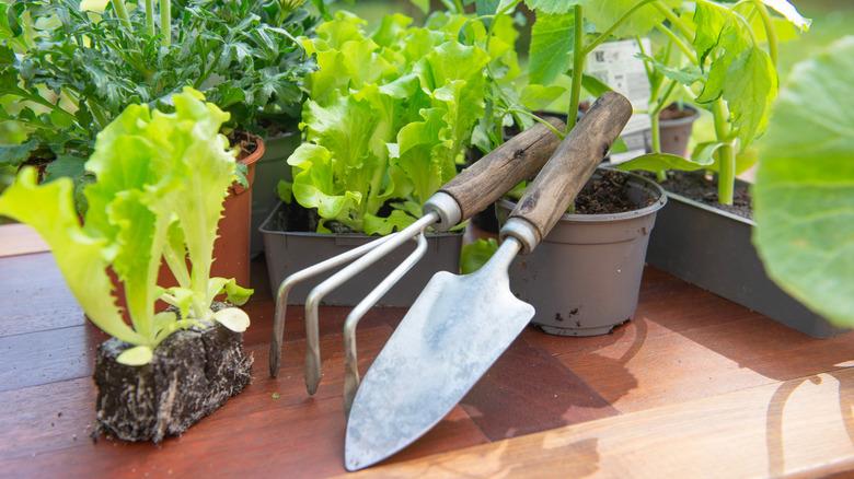 Clean, dusted gardening tools