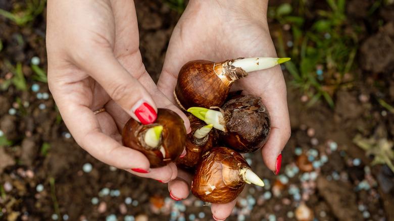 Holding plant bulbs before planting