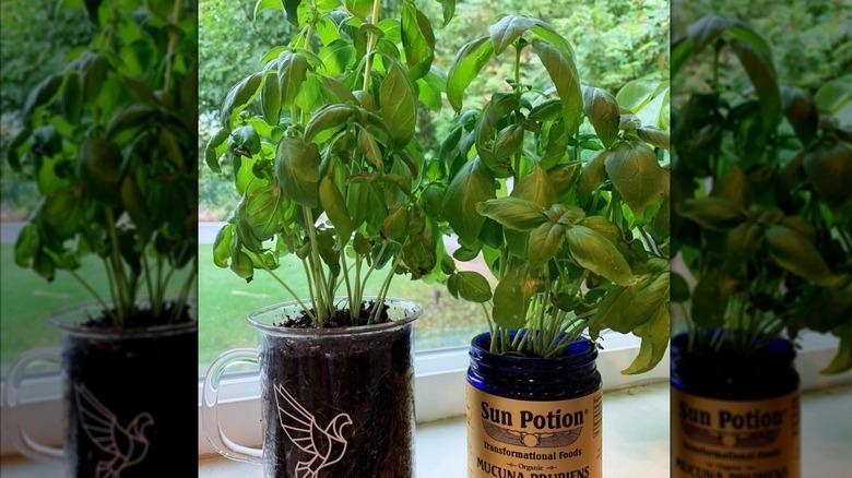 Basil growing out of glass coffee cup
