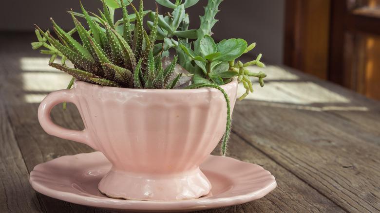 Succulents planted in tea cup