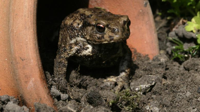 Toad hiding inside small terra cotta pot