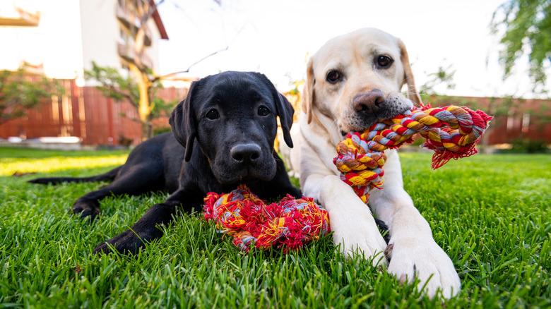 two dogs on grass with toys