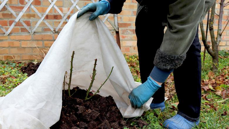 Person putting white sheet on rose bush