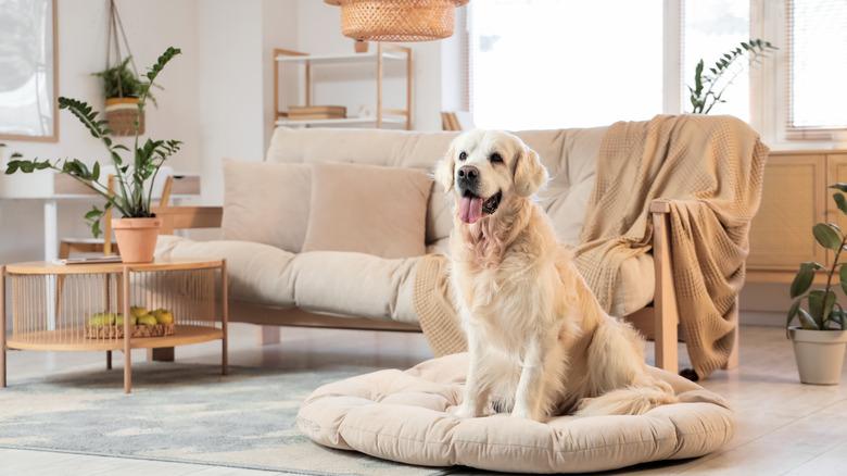 dog sitting on a dog bed in a living room