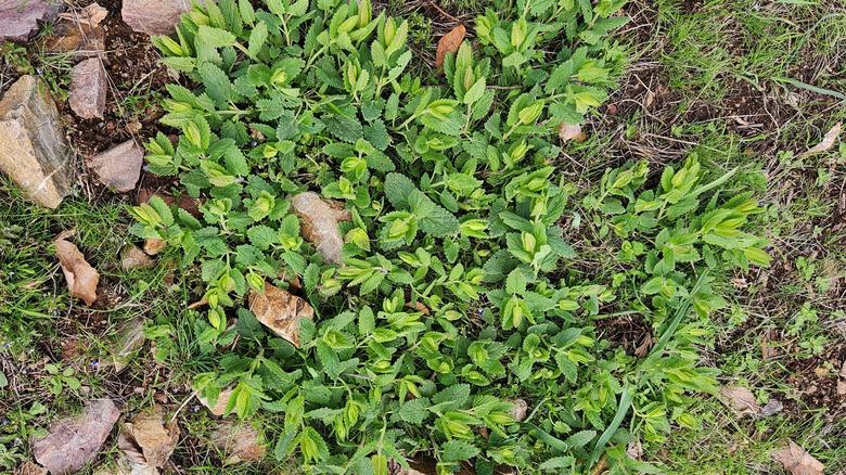 Catnip leaves growing across rocky land