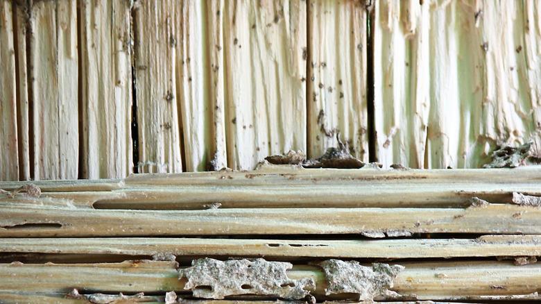 Strips of wood with termite damage