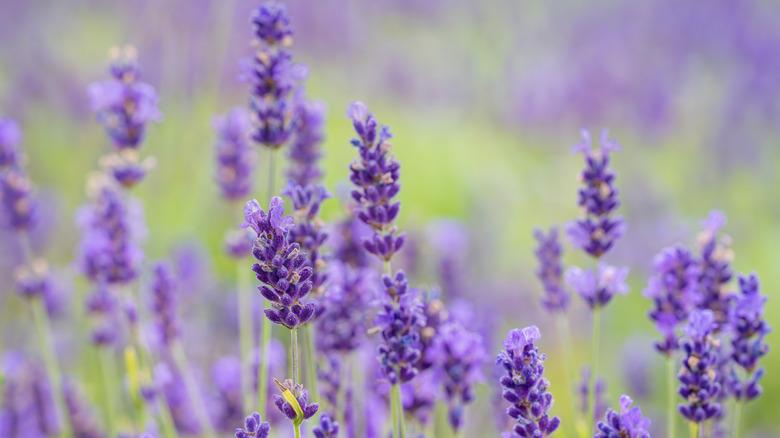 Purple lavender buds seen up-close