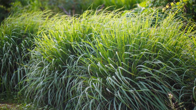 Lemongrass planted in a garden