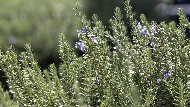 Rosemary bush with a bee flying around