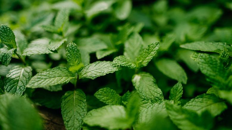 Close-up of spearmint leaves
