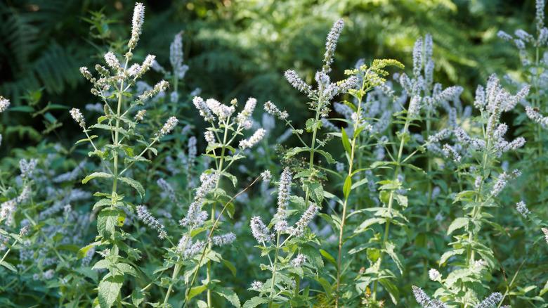 Wild mint growing in a garden