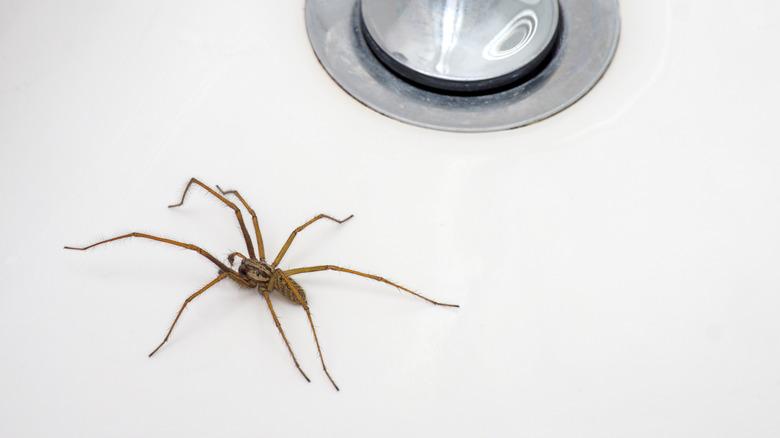 Spider resting by bathroom sink drain