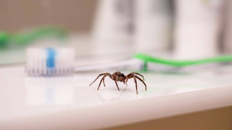 Large spider crawling on bathroom counter along toothbrush