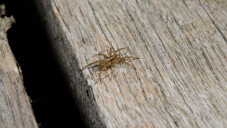 Spider crawling through cracks in floorboards