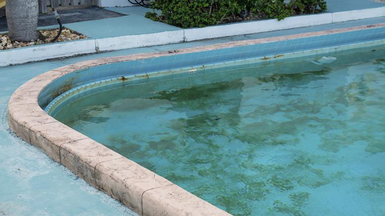 swimming pool with green algae