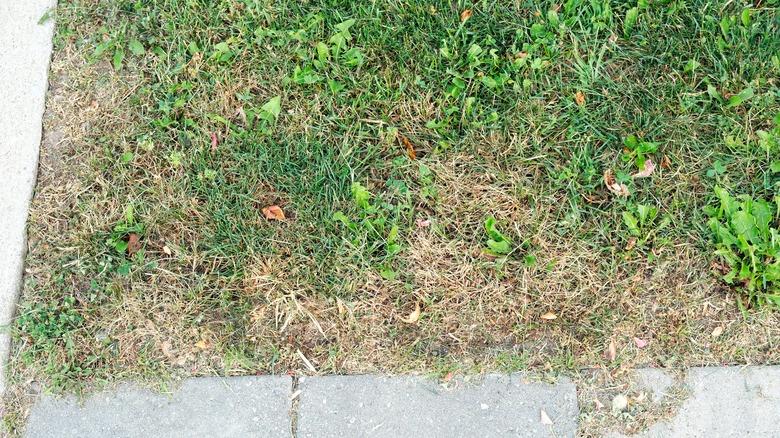 Weeds taken over grass near walkway