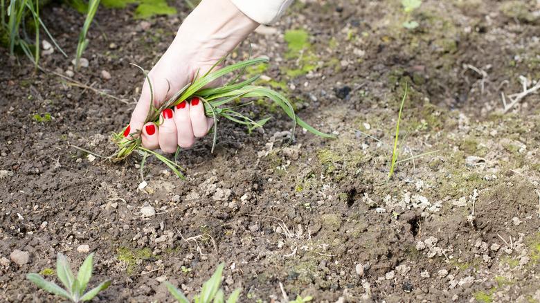 Pulling weeds with bare hands