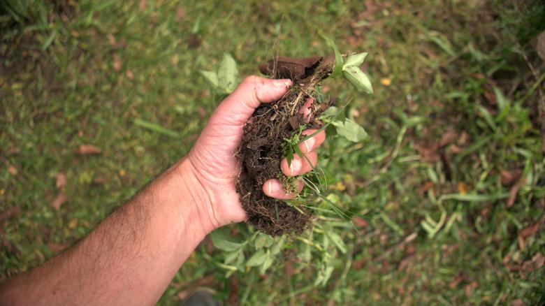A hand pulling weeds in garden