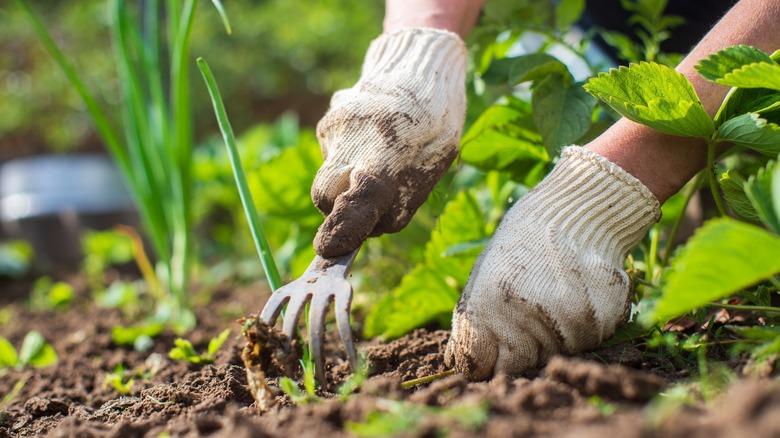 Gardener using hand tools to remove weeds