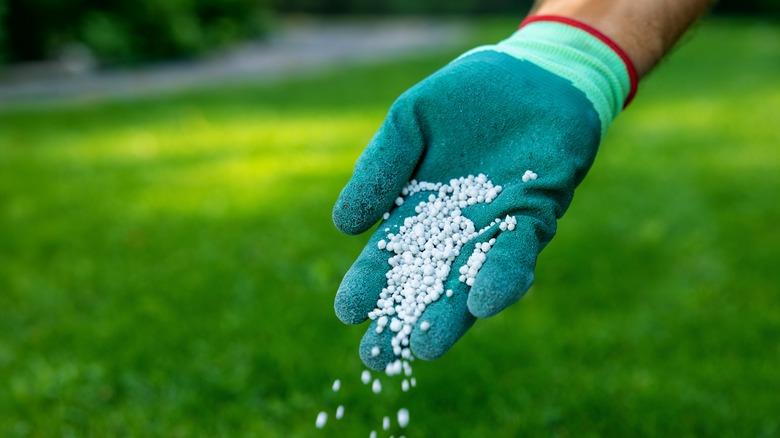 A gloved hand spreading granular fertilizer over lawn