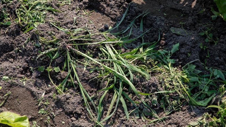 Recently pulled weeds laying on ground