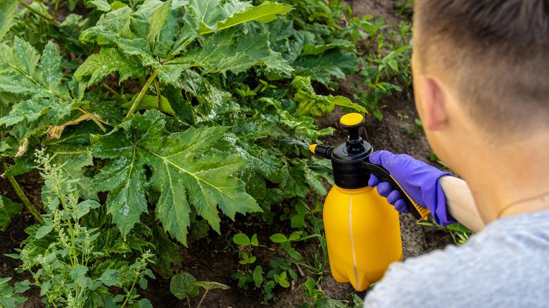 Man spraying hogweed with herbicides