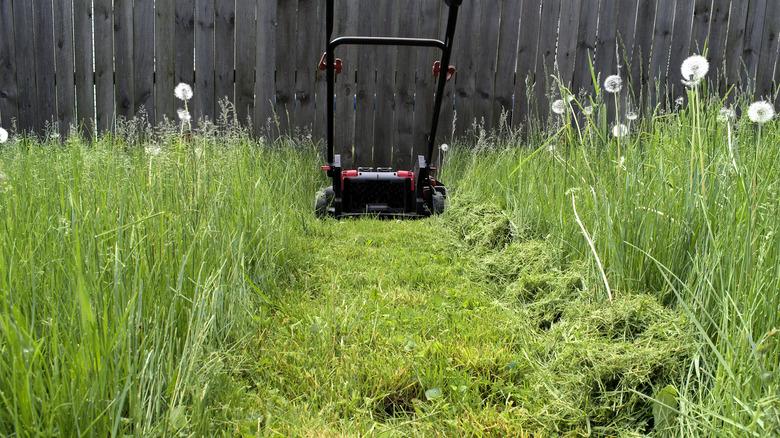 lawn mower with a mowed patch behind it and tall grass on either side