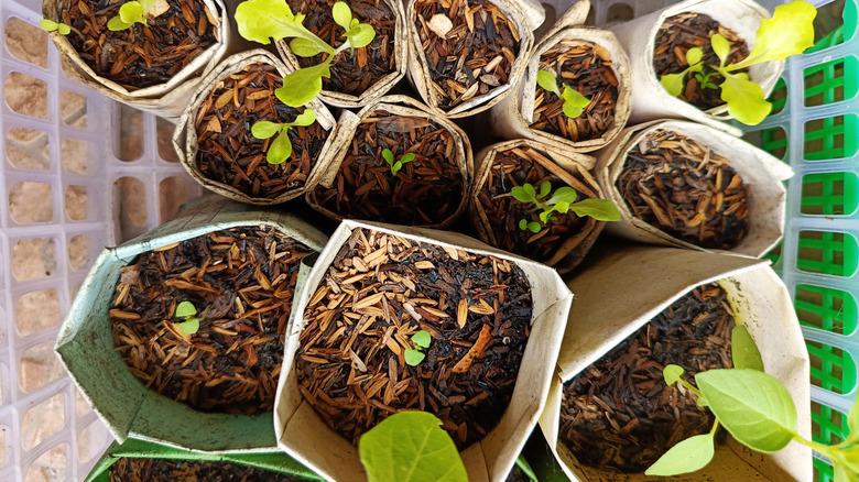 seed pots made of paper