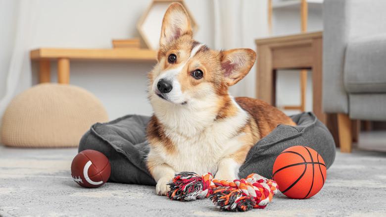corgi sitting on dog bed with toys