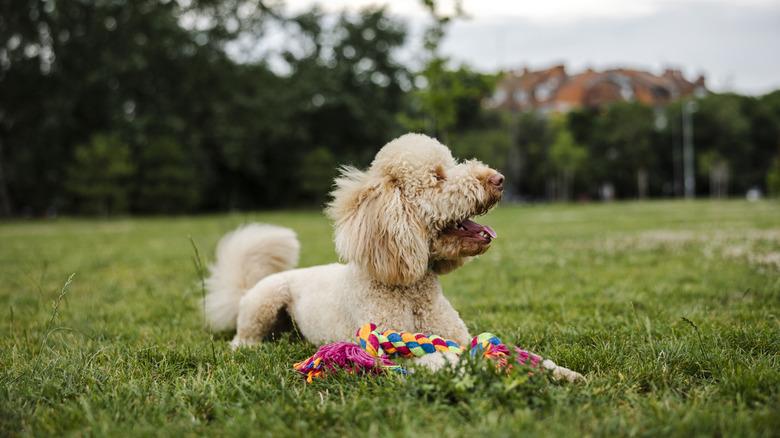 poodle lying in grass with rope toy
