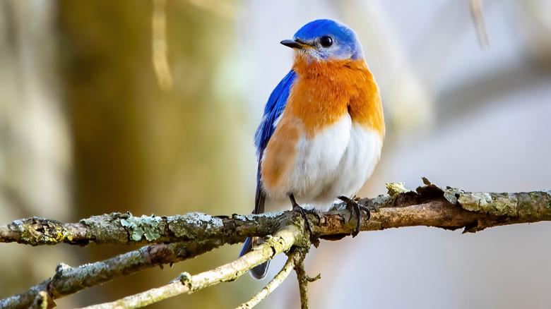 eastern bluebird on tree branch