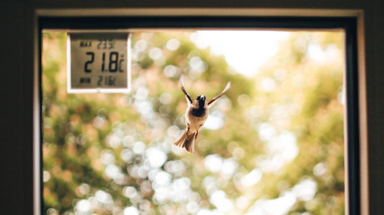 A bird approaching the window of a home on a sunny day.