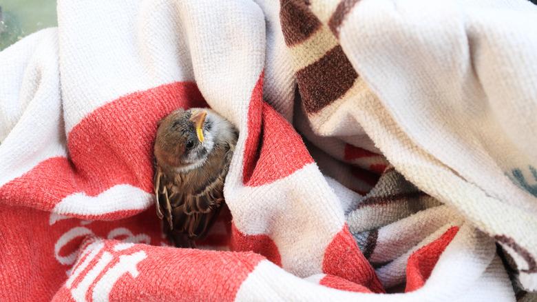 A sparrow chick wrapped in a towel.