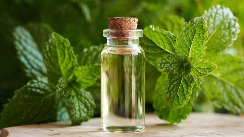 A transparent glass bottle of essential oil with fresh green peppermint leaves
