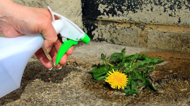 spraying weed with vinegar solution