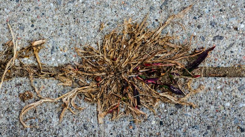 weed killed by being sprayed with vinegar solution