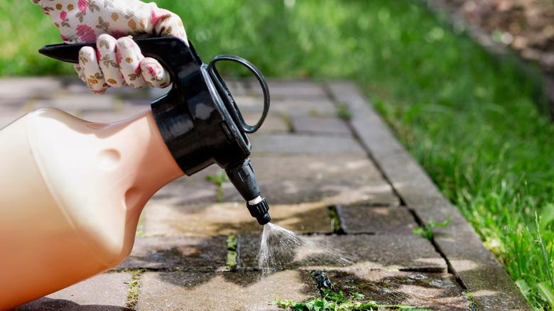 spraying weeds with a backing soda mixture
