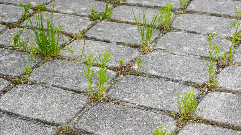 Weeds growing in the cracks between stone pavers