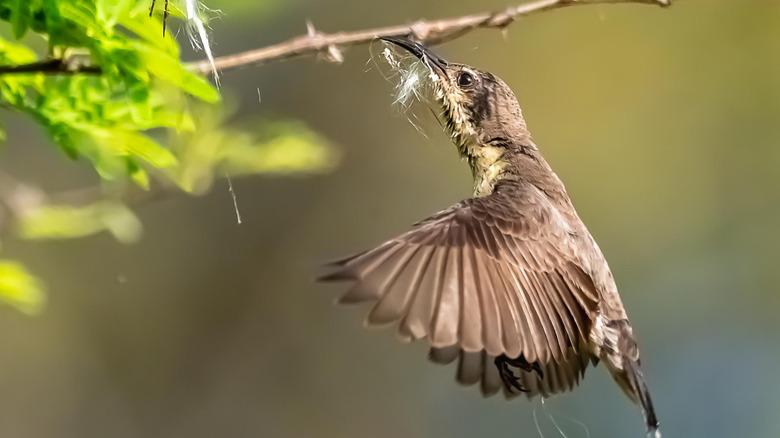 Bird collecting nesting material