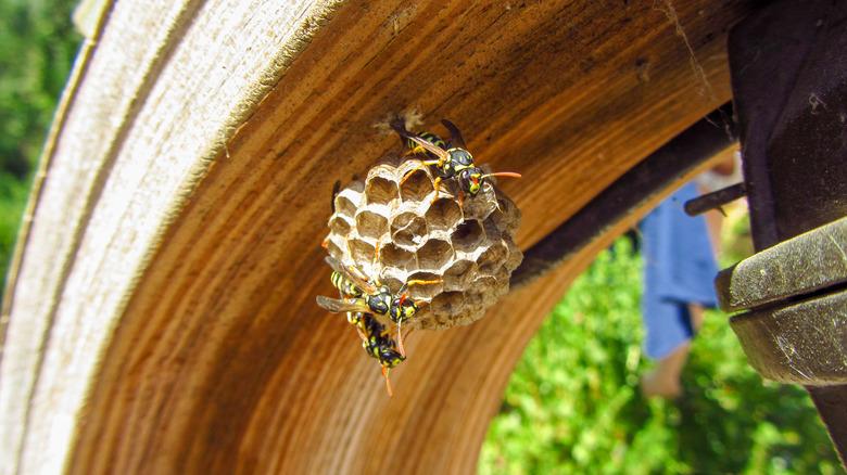 Wasps congregate around their nest tucked built on a building.