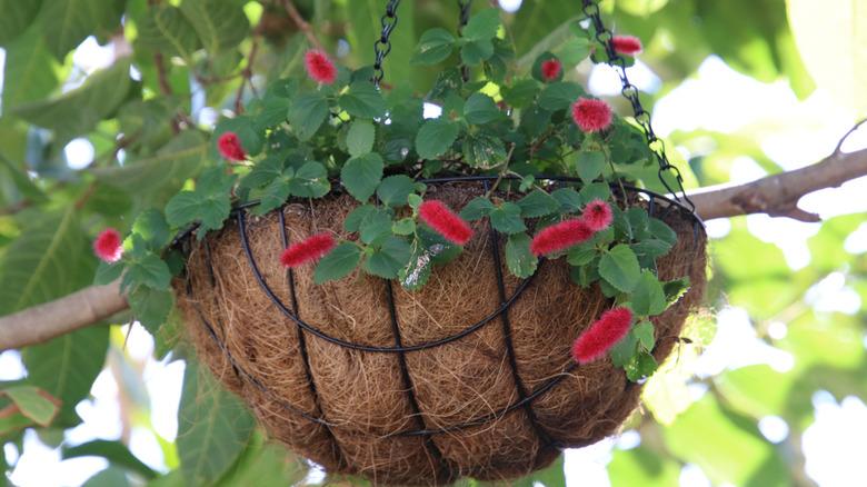 close up of wire hanging basket with plant inside