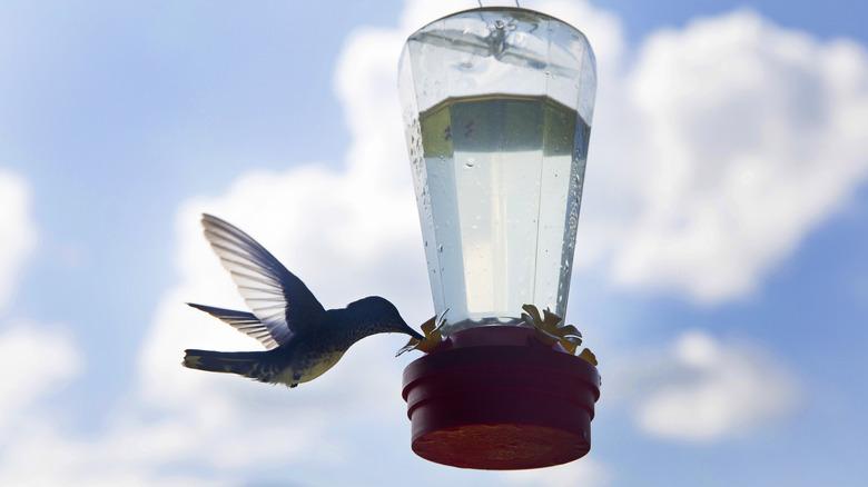 silhouetted hummingbird drinking from feeder