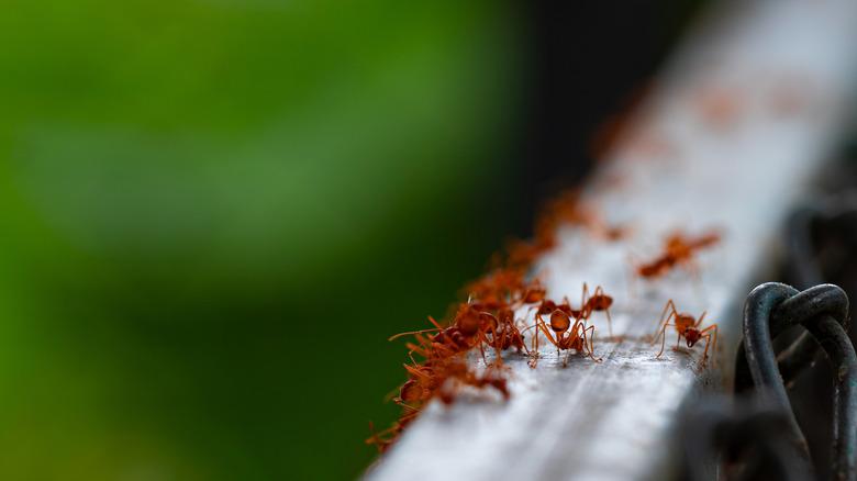 red ants on top of fence