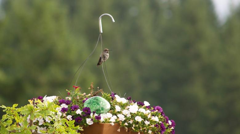 Bird on top of a hanging basket