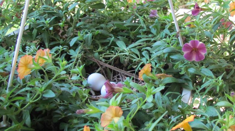 A mourning dove nest of two eggs in a hanging basket