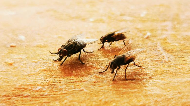 Flies on wooden cutting board