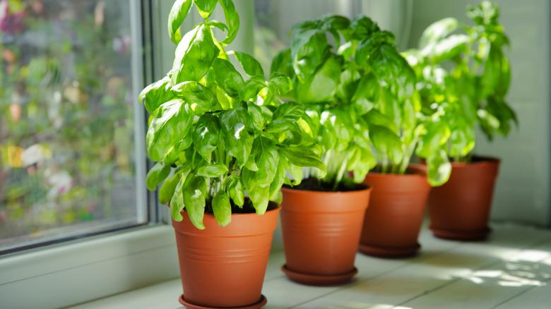 basil plants in pots lined up next to a window