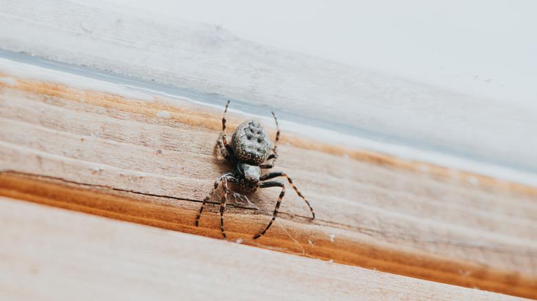 close-up of spider crawling on wood