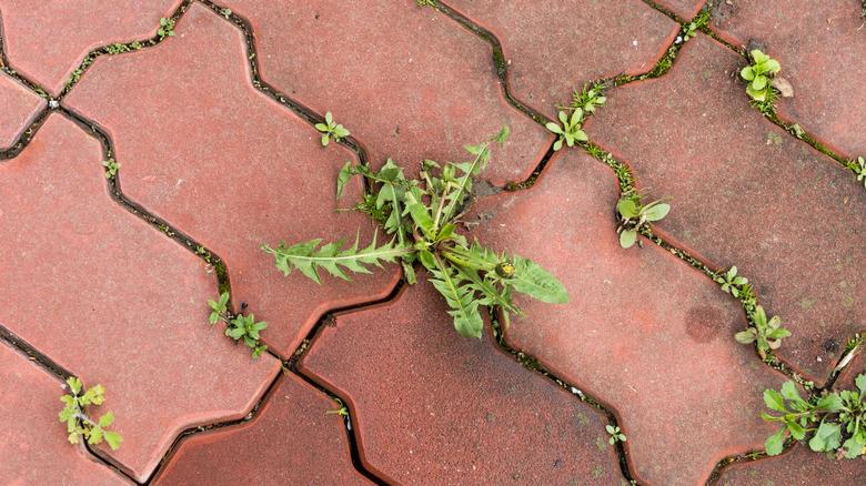 weeds growing between pavers